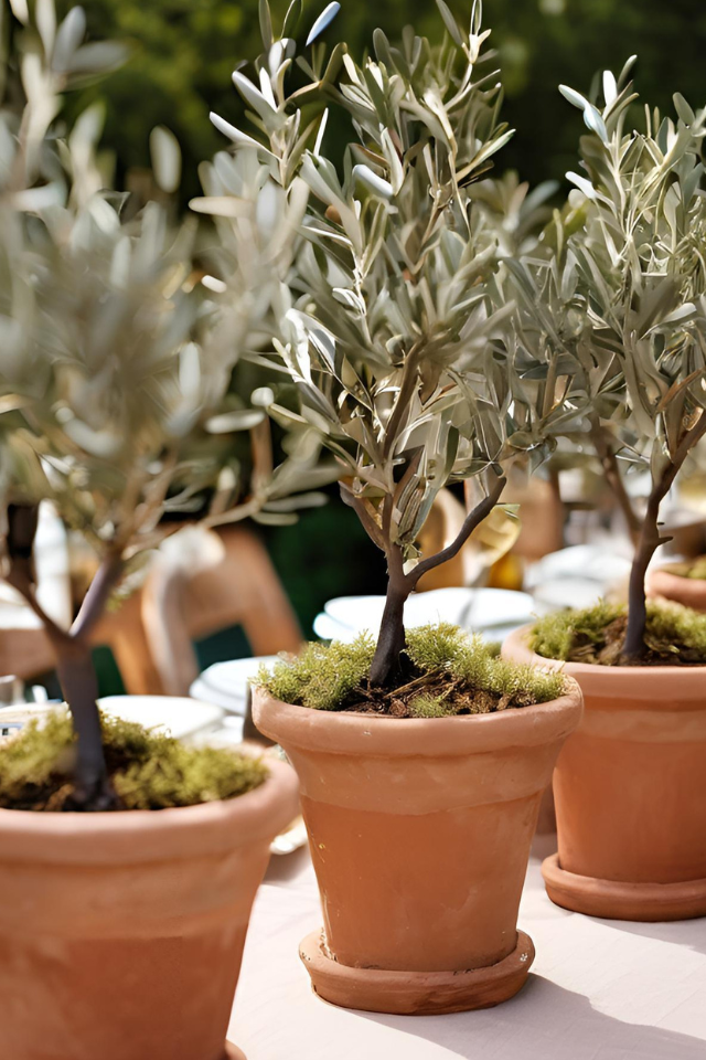 Mini Olive Trees