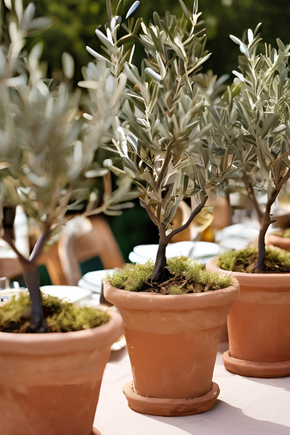 Mini Olive Trees